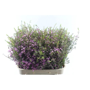 Chamelaucium Purple Pride