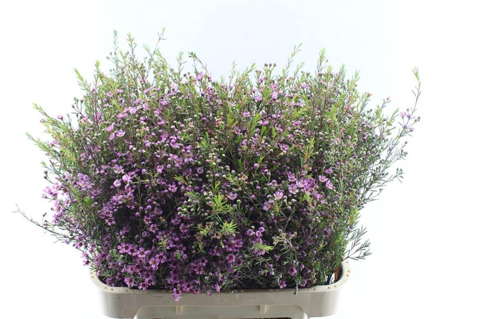 <h4>Chamelaucium Purple Pride</h4>