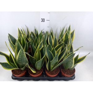 Sansevieria trifa.   ...