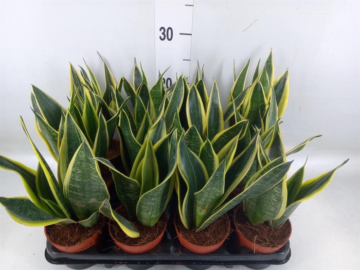 <h4>Sansevieria trifa.   ...</h4>