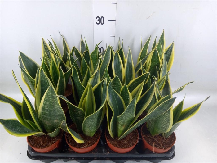 <h4>Sansevieria trifa.   ...</h4>