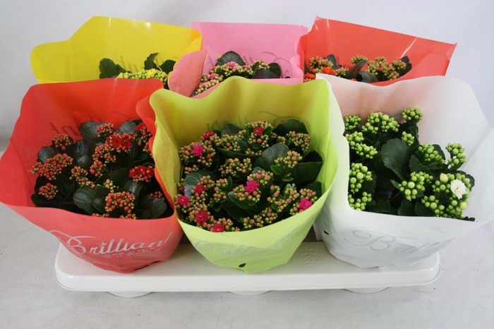 <h4>Gevuld 15 cm Brilliant Mix</h4>