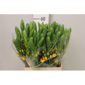 Ornit Db Bright Star