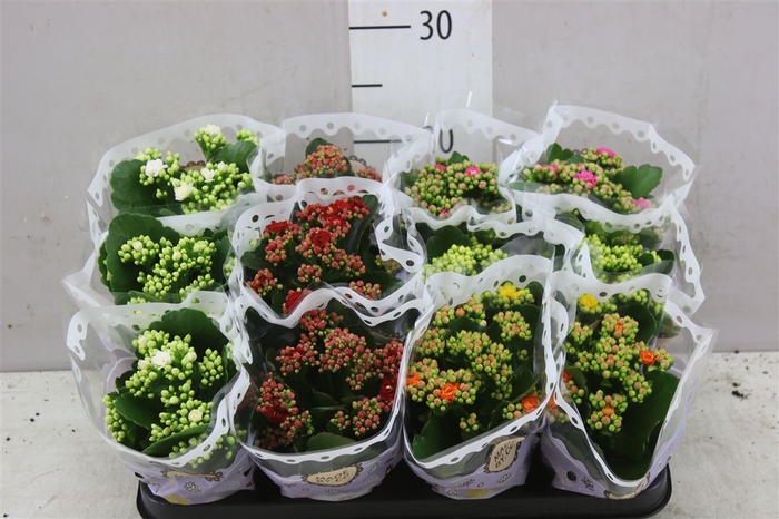 <h4>Kalanchoe Calandiva Mix</h4>