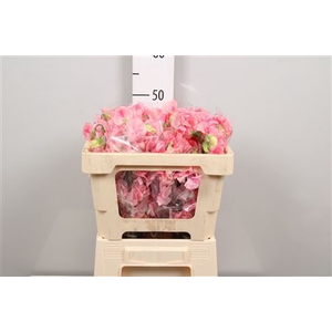 Lathyr Pink Wedding