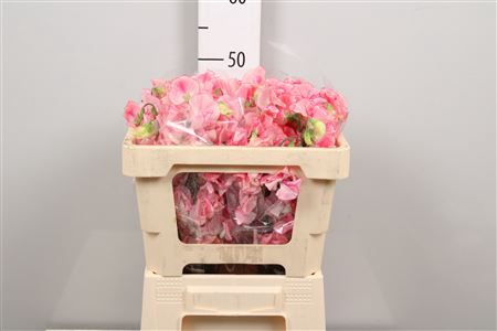 <h4>Lathyr Pink Wedding</h4>