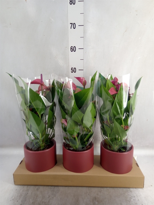 <h4>Anthurium andr. 'Pure Purple'</h4>