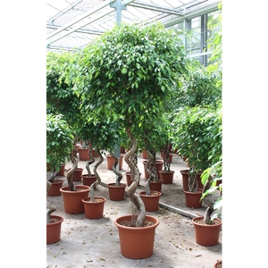 Ficus Exotica