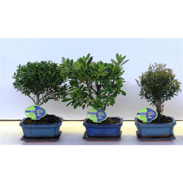 <h4>Bonsai mix outdoor, 15 cm., broom, with drip tray - Partly without leaves during winter</h4>