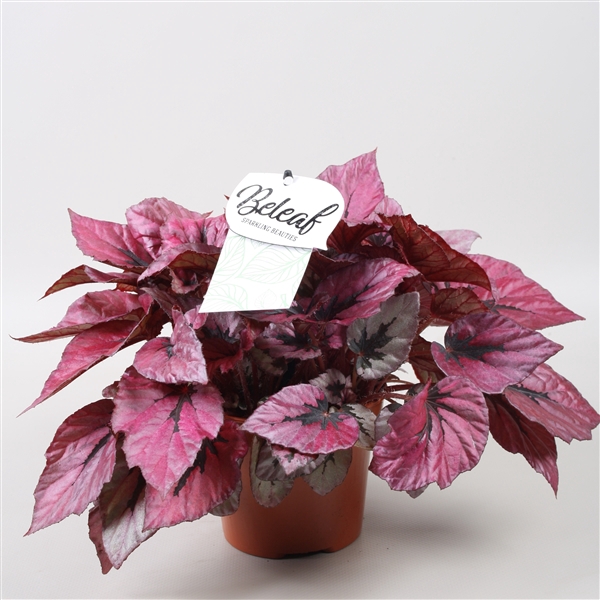 <h4>Begonia blad Beleaf Indian Summer</h4>