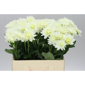 Dahlia Maarten Zwaan