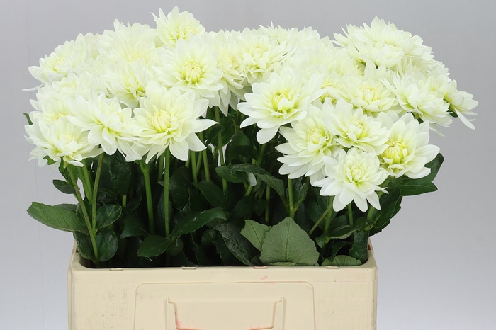 <h4>Dahlia Maarten Zwaan</h4>