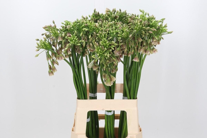 <h4>Allium Nectaroscordum Siculum</h4>