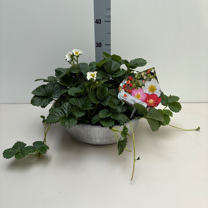 <h4>Fragaria   ...</h4>