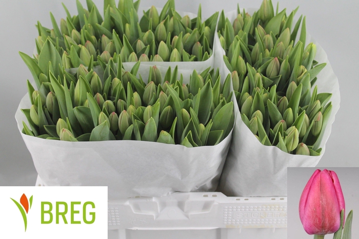 <h4>TU EN CAROLA</h4>