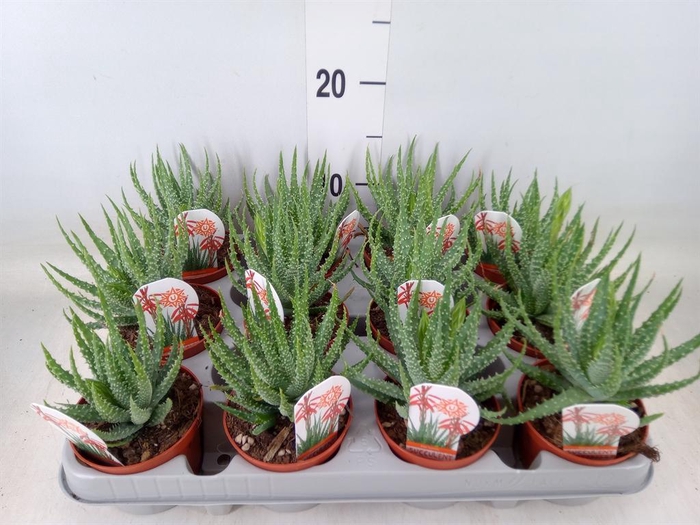 <h4>Aloe humilis</h4>