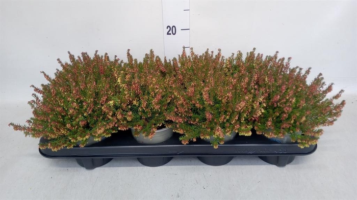 <h4>Erica carnea 'Winter Ladies Sarah'</h4>