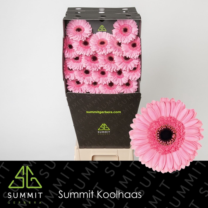 <h4>Germini Maeve Diamond per kaart</h4>