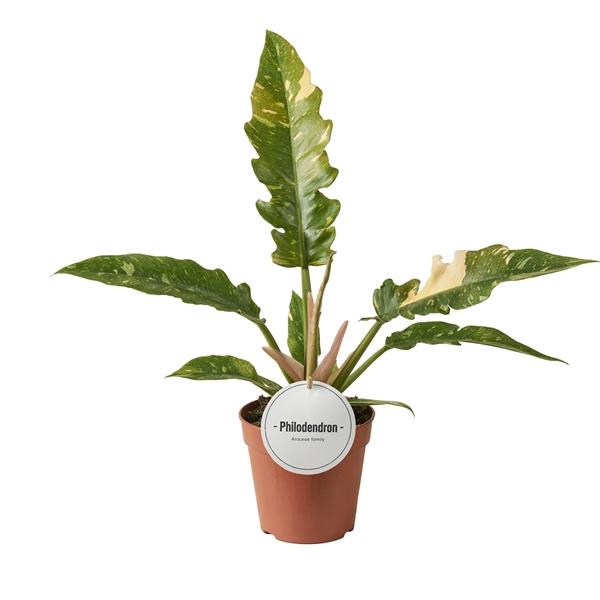 <h4>Philodendron overig</h4>