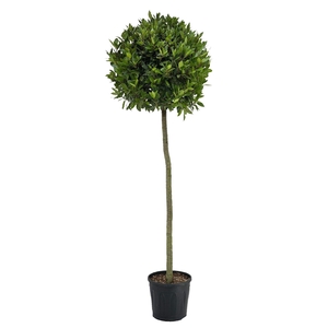 Laurus nobilis Bol op stam