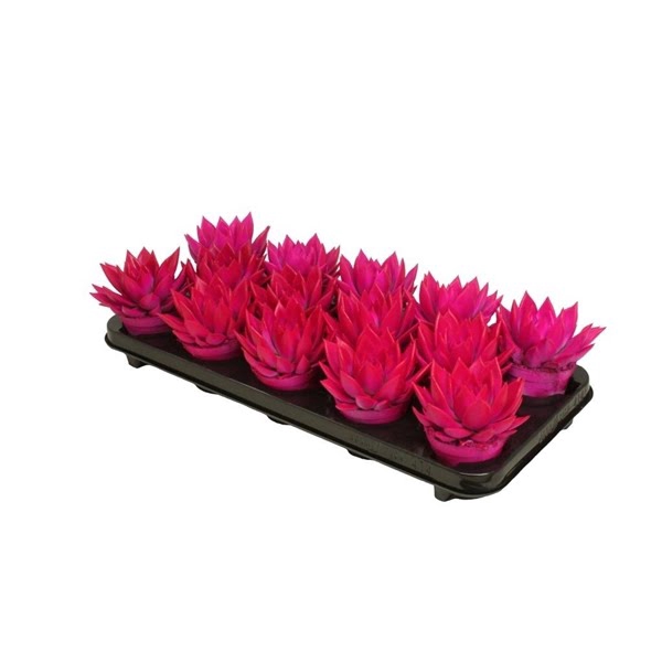 <h4>Echeveria coloured neon purple</h4>