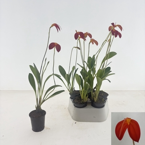 ORCHIDEEEN OVERIG