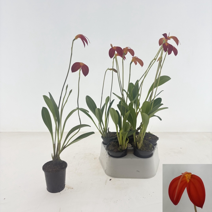 <h4>ORCHIDEEEN OVERIG</h4>