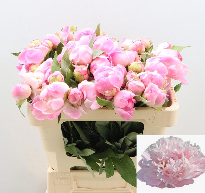 <h4>PAEO L CATH FONTIJN</h4>