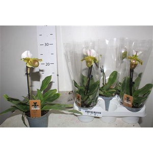 Paph 1 Branche