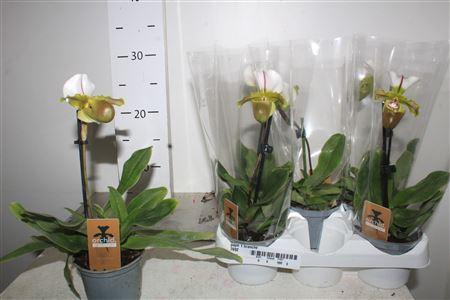 <h4>Paph 1 Branche</h4>