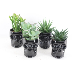 arr3 Demi - Ker. skull black x9