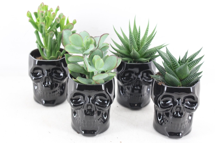 <h4>arr3 Demi - Ker. skull black x9</h4>