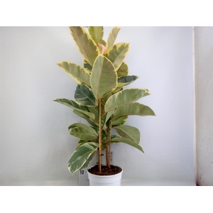 Ficus   ...
