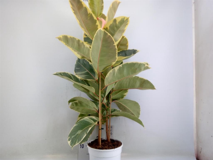 <h4>Ficus   ...</h4>
