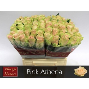 R GR PINK ATHENA