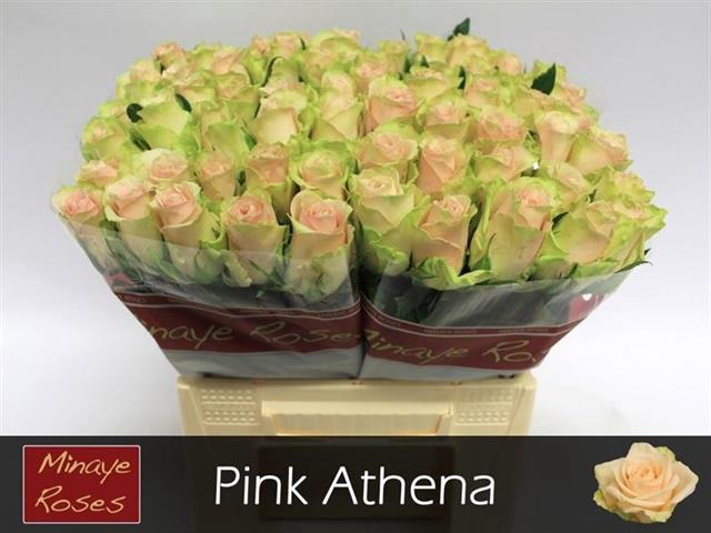 R GR PINK ATHENA