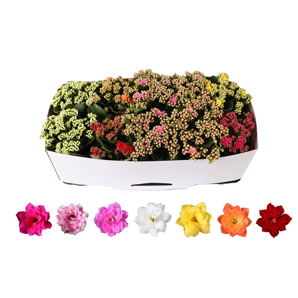 <h4>Kalanchoe Rosalina 12cm mix, traykraag</h4>