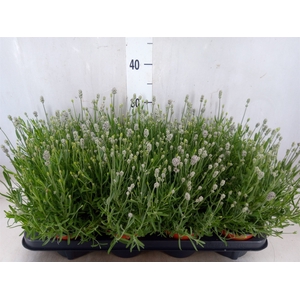 Lavandula angus. 'Vienco White'