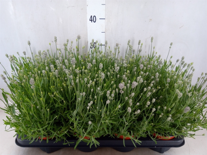 <h4>Lavandula angus. 'Vienco White'</h4>