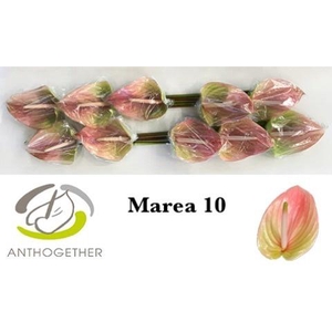 Anthurium Marea