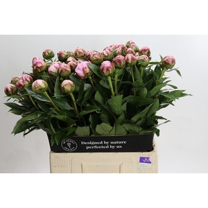 Paeonia Sarah Bernhardt