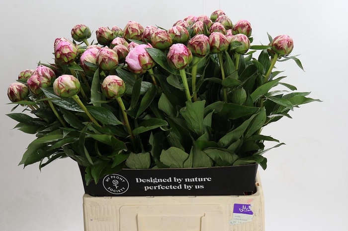 <h4>Paeonia Sarah Bernhardt</h4>