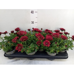 Osteospermum  'Sunny Dixie'