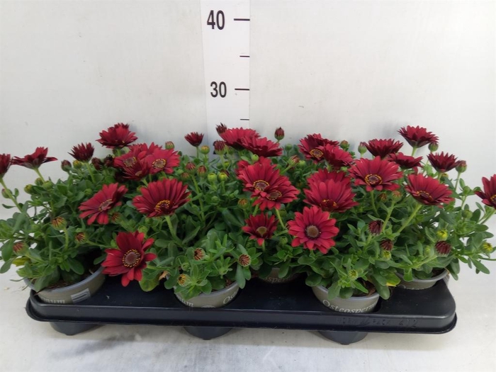 <h4>Osteospermum  'Sunny Dixie'</h4>