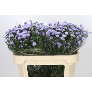 Aster Baby Blue