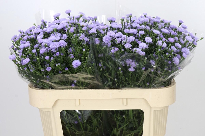 <h4>Aster Baby Blue</h4>