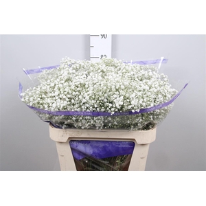 Gyps Pa Overtime In Box