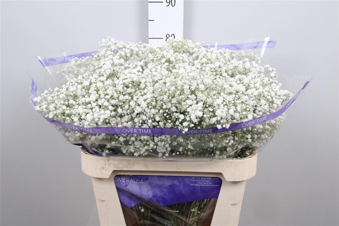 <h4>Gyps Pa Overtime In Box</h4>