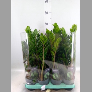 Zamioculcas zamiifolia 'Lima'