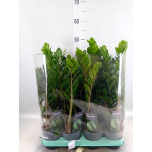 Zamioculcas zamiifolia 'Lima'